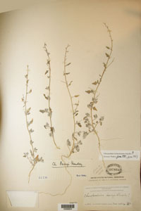 Herbarium Sheet of US 397864